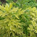 Artemisia vulgaris 'Oriental Lime' feuille